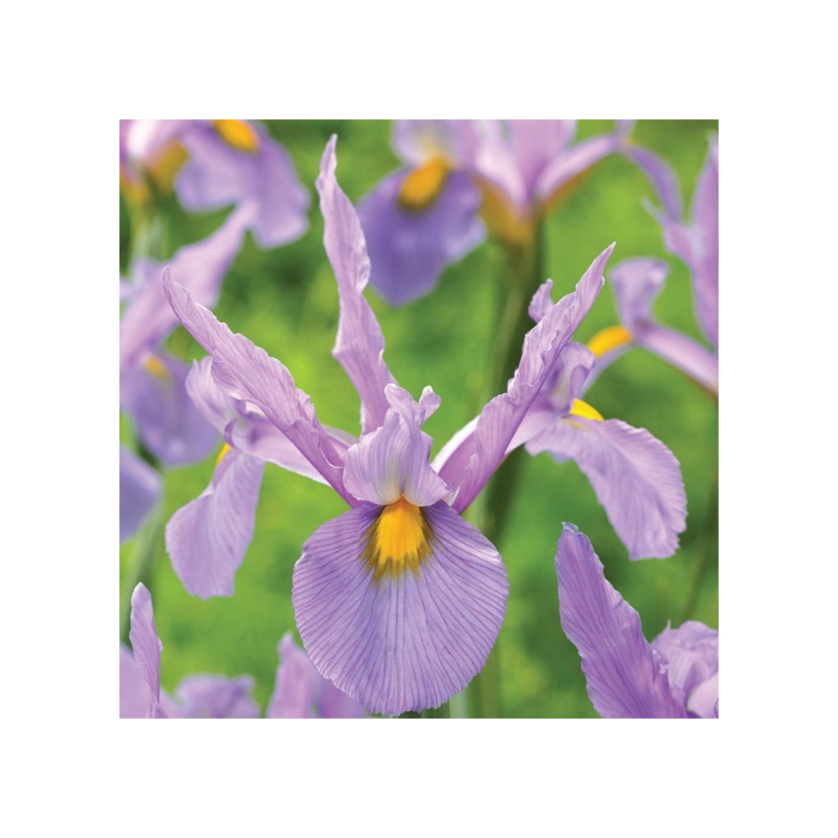 Kosatec holandský Pink Panter - Iris hollandica - cibulky kosatců - 3 ks