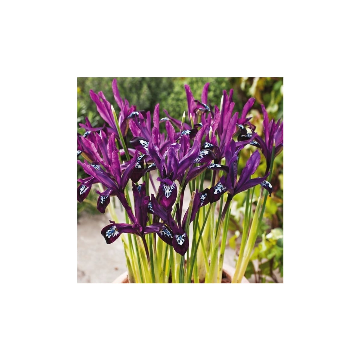 Kosatec síťkovaný Pauline - Iris reticulata - cibulky kosatců - 3 ks