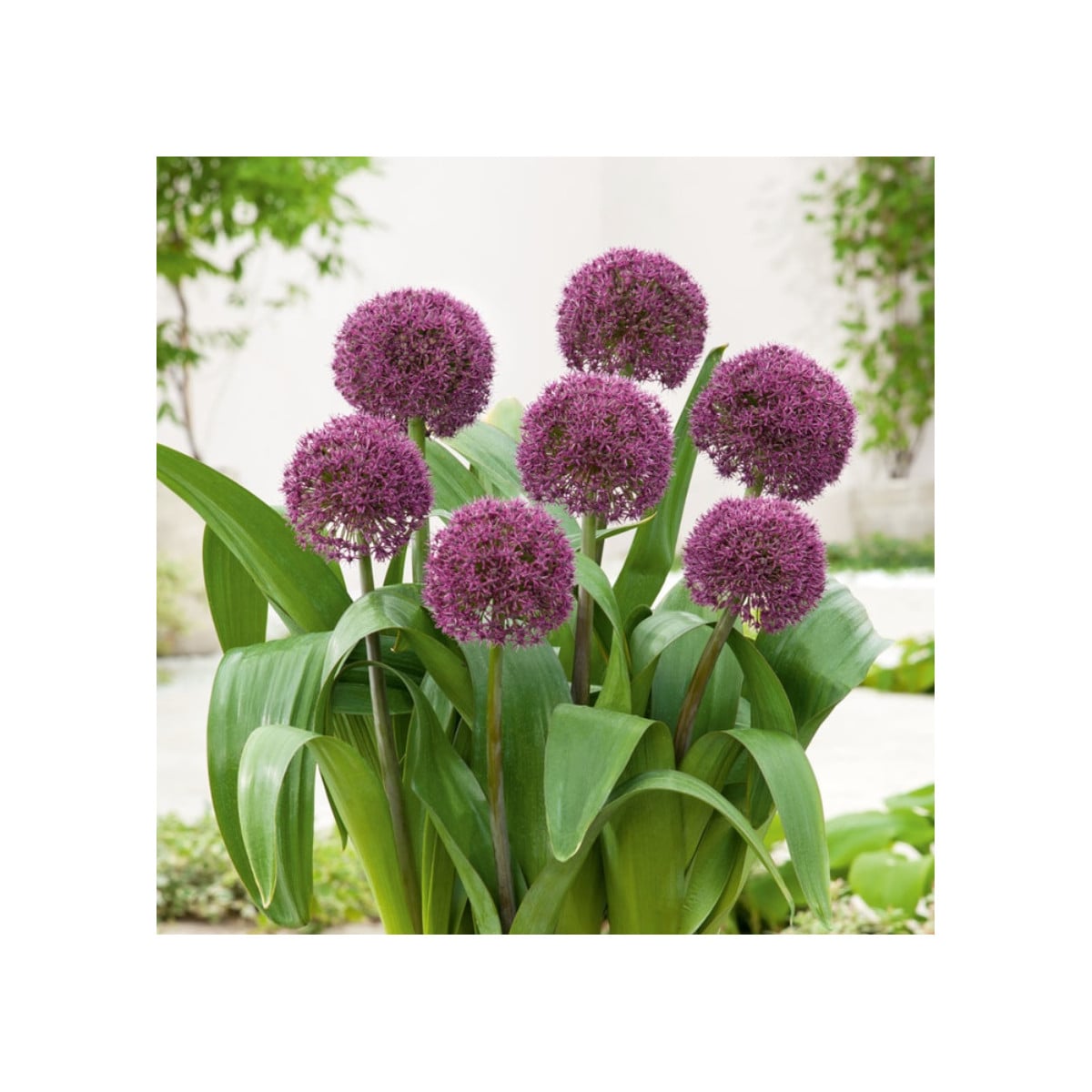 Česnek Ostara - Allium - cibule česneků - 3 ks