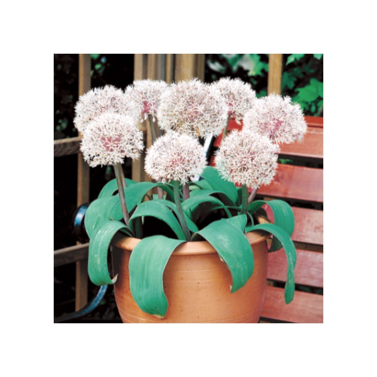 Česnek Ivory Queen - Allium roseum - cibule česneků - 3 ks