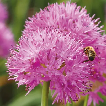 Česnek Carolinianum - Allium - cibule česneků - 3 ks