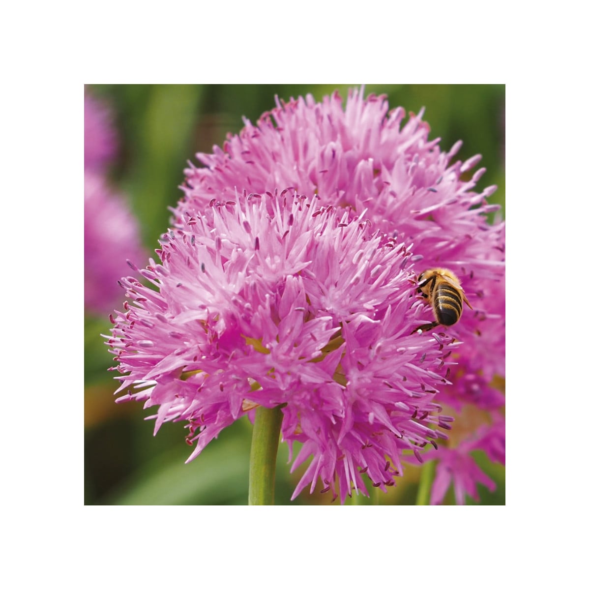 Česnek Carolinianum - Allium - cibule česneků - 3 ks