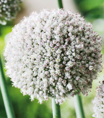 Česnek white Cloud - Allium - cibule česneků - 3 ks