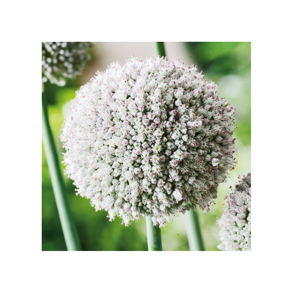 Česnek white Cloud - Allium - cibule česneků - 3 ks