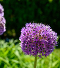 Česnek His Excellency - Allium - cibule česneků - 1 ks