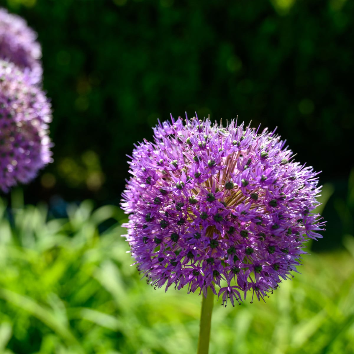 Česnek His Excellency - Allium - cibule česneků - 1 ks