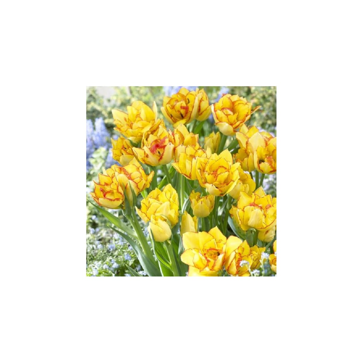 Tulipán Aquilla - Tulipa - cibule tulipánů - 3 ks