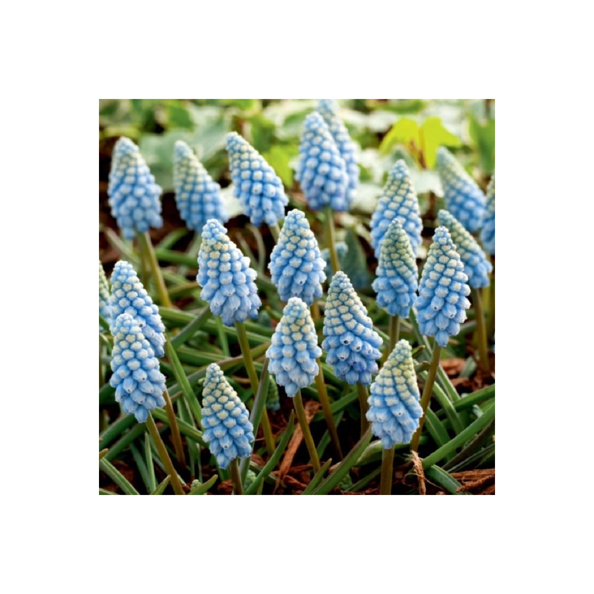Modřenec Valerie Finish - Muscari armeniacum - cibule modřenců - 5 ks