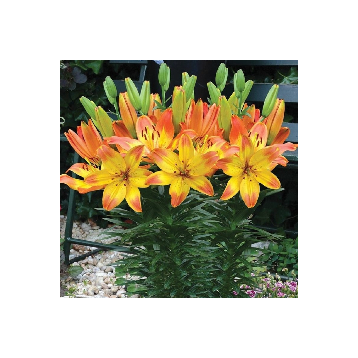 Lilie Happy Memories - Lilium - cibule lilií - 1 ks