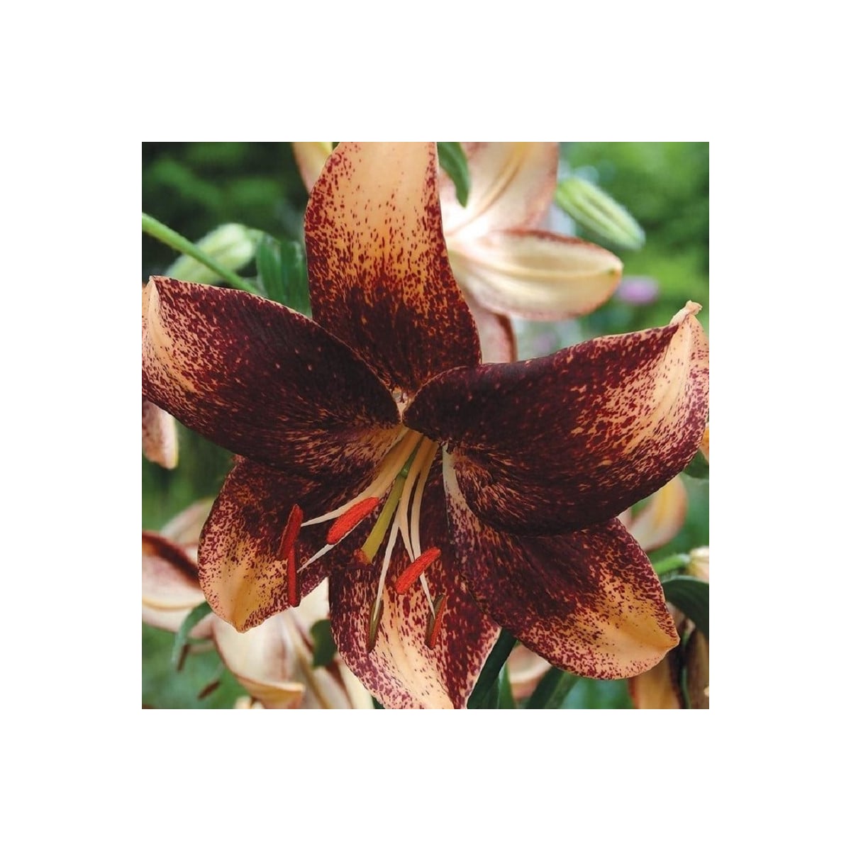 Lilie Chocolate Event - Lilium - cibule lilií - 1 ks
