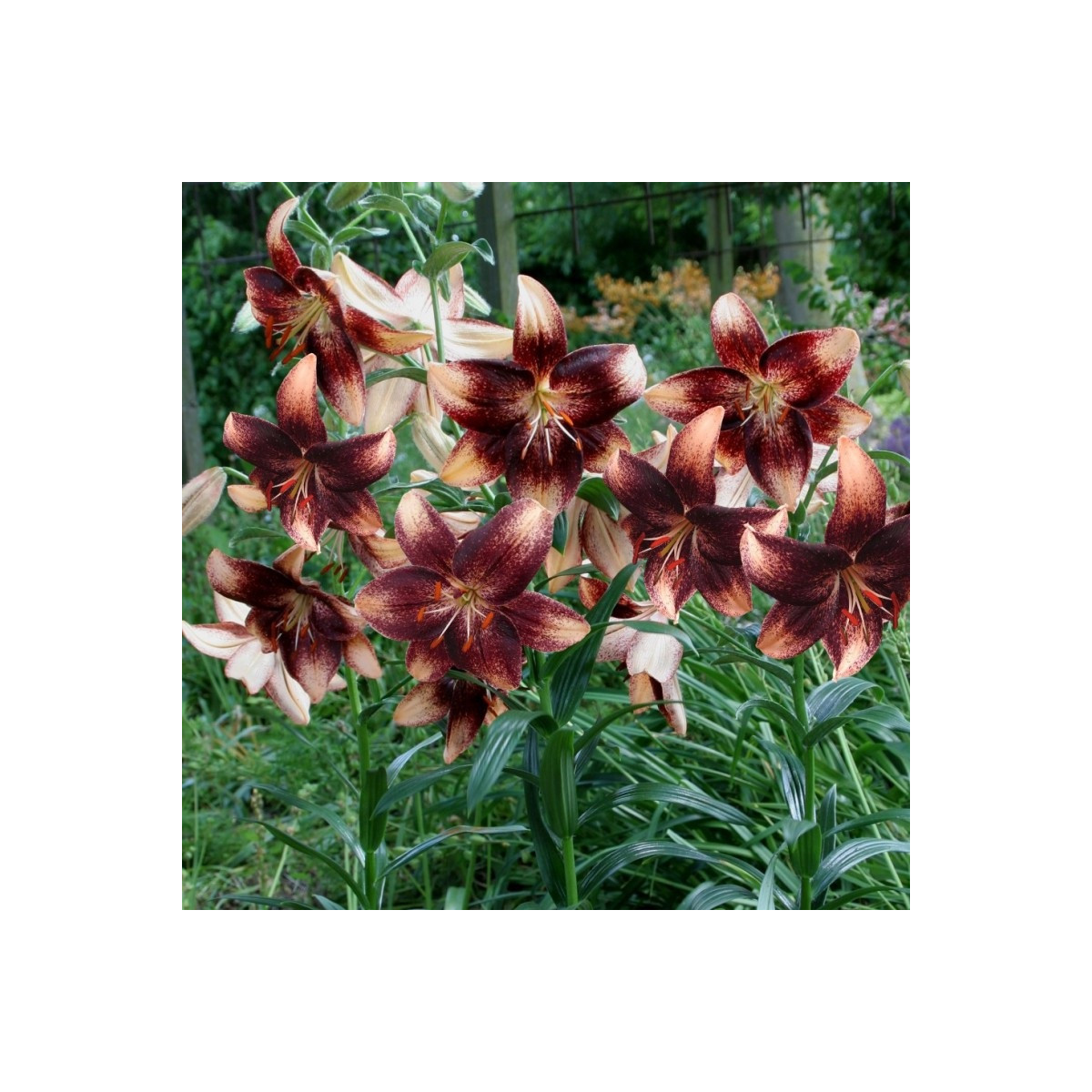 Lilie Chocolate Event - Lilium - cibule lilií - 1 ks