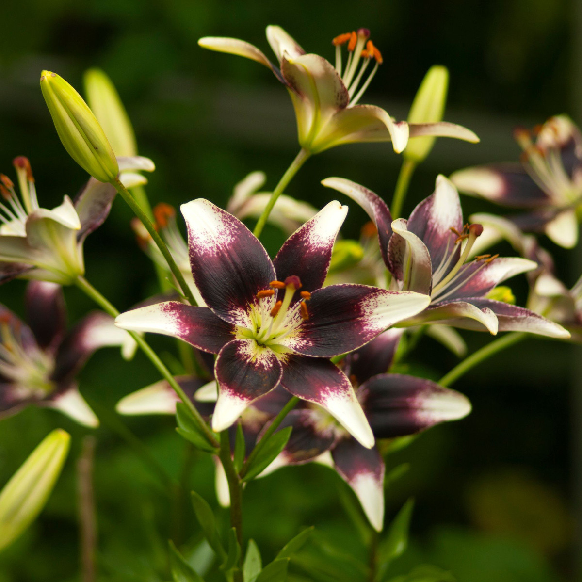 Lilie Nettys Pride - Lilium - cibule lilií - 1 ks