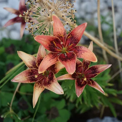 Lilie Whistler - Lilium - cibule lilií - 1 ks