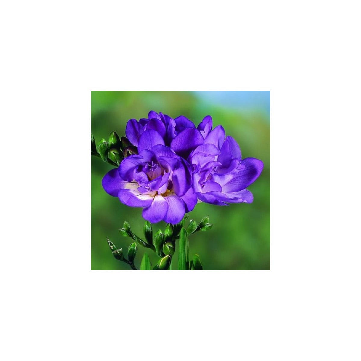 Frézie plnokvětá modrá - Freesia - hlízy frézií - 3 ks