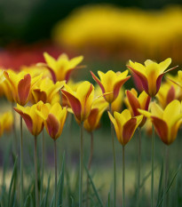 Tulipán Cynthia - Tulipa - cibule tulipánů - 3 ks