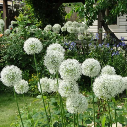 Česnek Mount Everest - Allium - cibule česneků - 1 ks