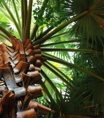 Trachykarpus žíněný - Trachycarpus fortunei x princeps - osivo palmy - 3 ks