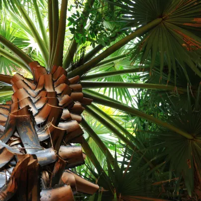 Trachykarpus žíněný - Trachycarpus fortunei x princeps - osivo palmy - 3 ks