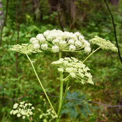 BIO Andělika lékařská - Archangelica archangelica - bio osivo anděliky - 50 ks