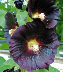 BIO Topolovka růžová - Alcea rosea nigra - bio osivo topolovky - 15 ks