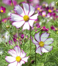 Krásenka zpeřená Tip Top Picotee - Cosmos bipinnatus - osivo krásenky - 40 ks