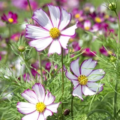 Krásenka zpeřená Tip Top Picotee - Cosmos bipinnatus - osivo krásenky - 40 ks