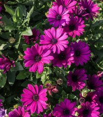 Paprskovka Purple - Osteospermum ecklonis - osivo paprskovky - 6 ks