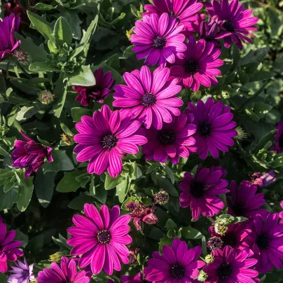 Paprskovka Purple - Osteospermum ecklonis - osivo paprskovky - 6 ks