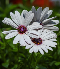 Paprskovka White - Osteospermum ecklonis - osivo paprskovky - 6 ks