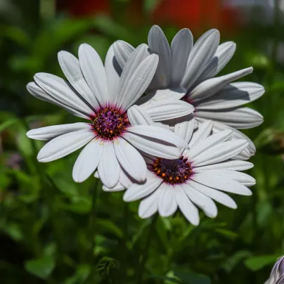 Paprskovka White - Osteospermum ecklonis - osivo paprskovky - 6 ks
