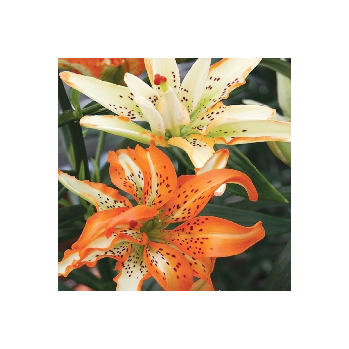 Lilie Must See - Lilium - cibule lilií - 1 ks