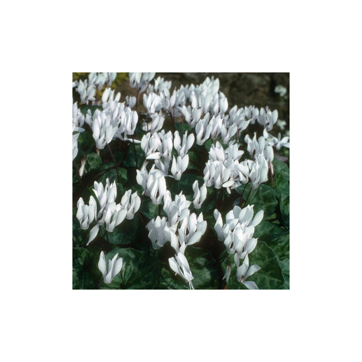 Brambořík Sowbread - Cyclamen repandum album - hlízy bramboříků - 1 ks