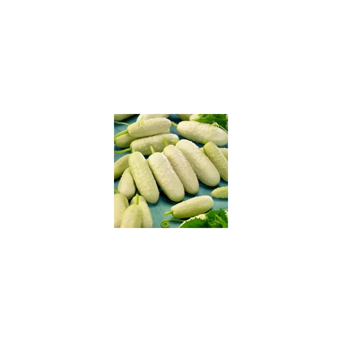 BIO okurka polní White Wonder - Cucumis sativus - bio osivo okurky - 10 ks