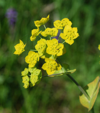 Prorostlík dlouholistý - Bupleurum longifolium - osivo prorostlíku - 60 ks