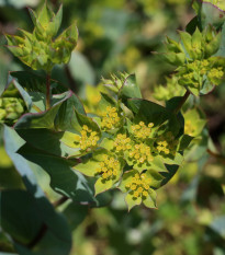 Prorostlík okrouhlolistý - Bupleurum rotundifolium B. griffithii - osivo prorostlíku - 60 ks