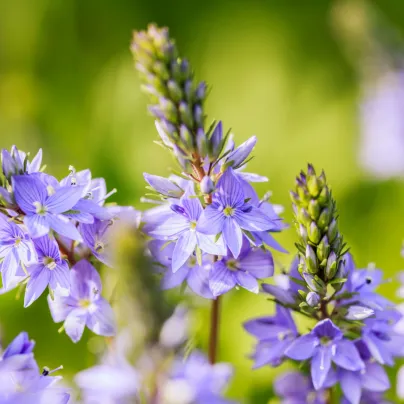 Rozrazil lékařský - Veronica officinalis - osivo rozrazilu - 30 ks