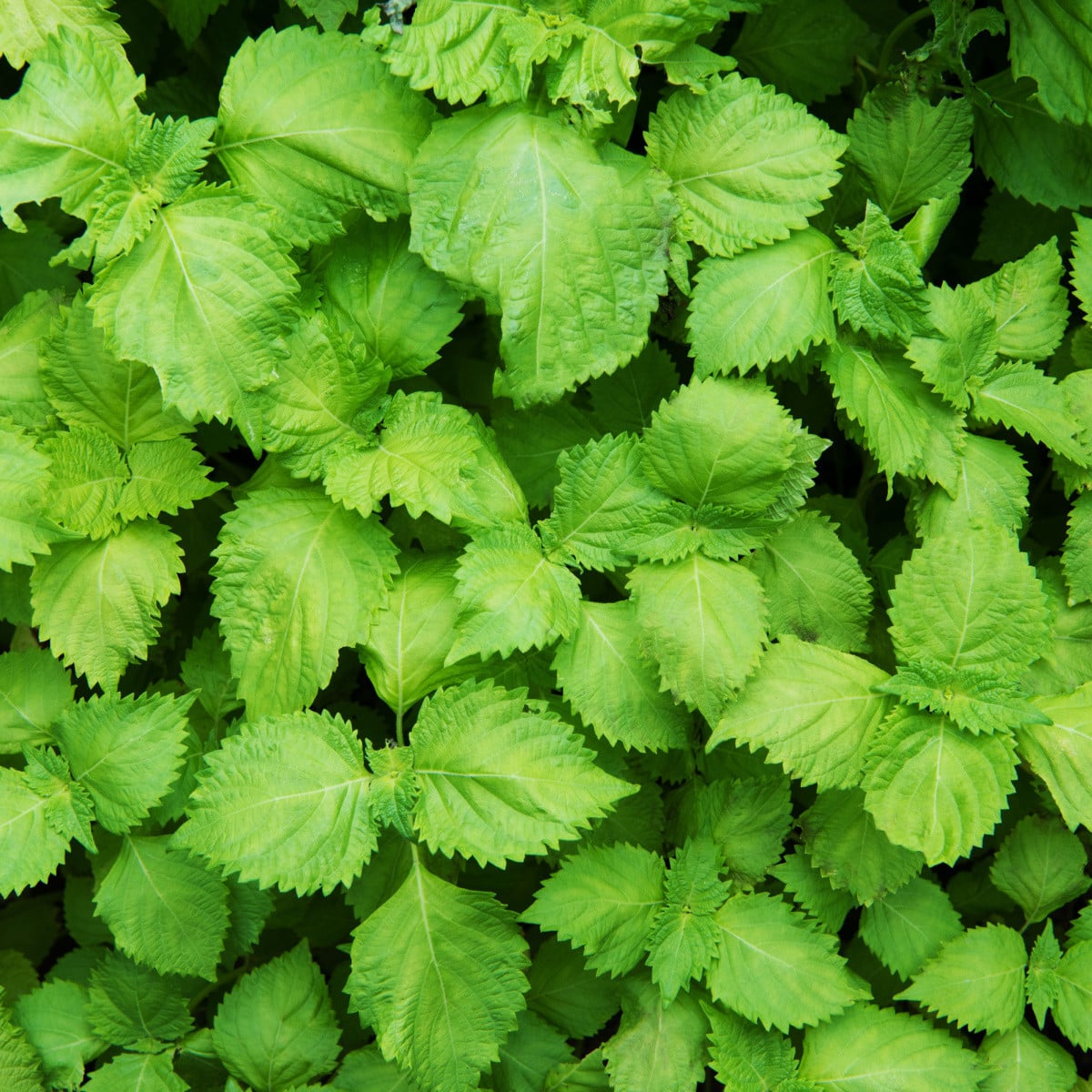 BIO Perilla zelená - Perilla furtescens - bio osivo perily - 100 ks