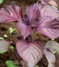 BIO Perilla červená - Perilla frutescens - bio osivo perilly - 100 ks