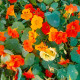 BIO Lichořeřišnice – Tropaeolum majus – bio osivo