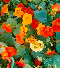 BIO Lichořeřišnice – Tropaeolum majus – bio osivo