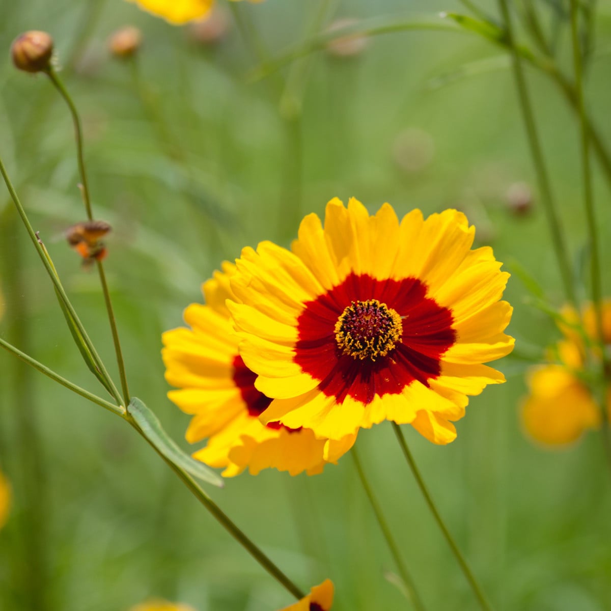 BIO Krásnoočko barevné - Coreopsis tinctoria - osivo krásnoočka - 50 ks