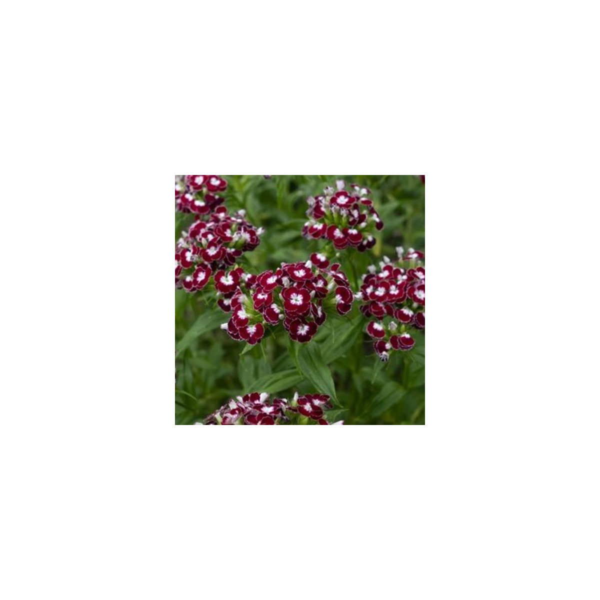 BIO Hvozdík bradatý Sweet William Chris - Dianthus barbatus - bio osivo hvozdíku - 18 ks