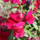 BIO Hledík větší Black Prince - Antirrhinum majus - bio osivo hledíku - 120 ks