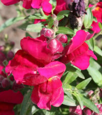 BIO Hledík větší Black Prince - Antirrhinum majus - bio osivo hledíku - 120 ks