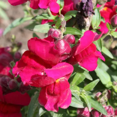 BIO Hledík větší Black Prince - Antirrhinum majus - bio osivo hledíku - 120 ks