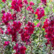 BIO Hledík větší Black Prince - Antirrhinum majus - bio osivo hledíku - 120 ks