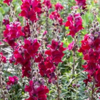 BIO Hledík větší Black Prince - Antirrhinum majus - bio osivo hledíku - 120 ks