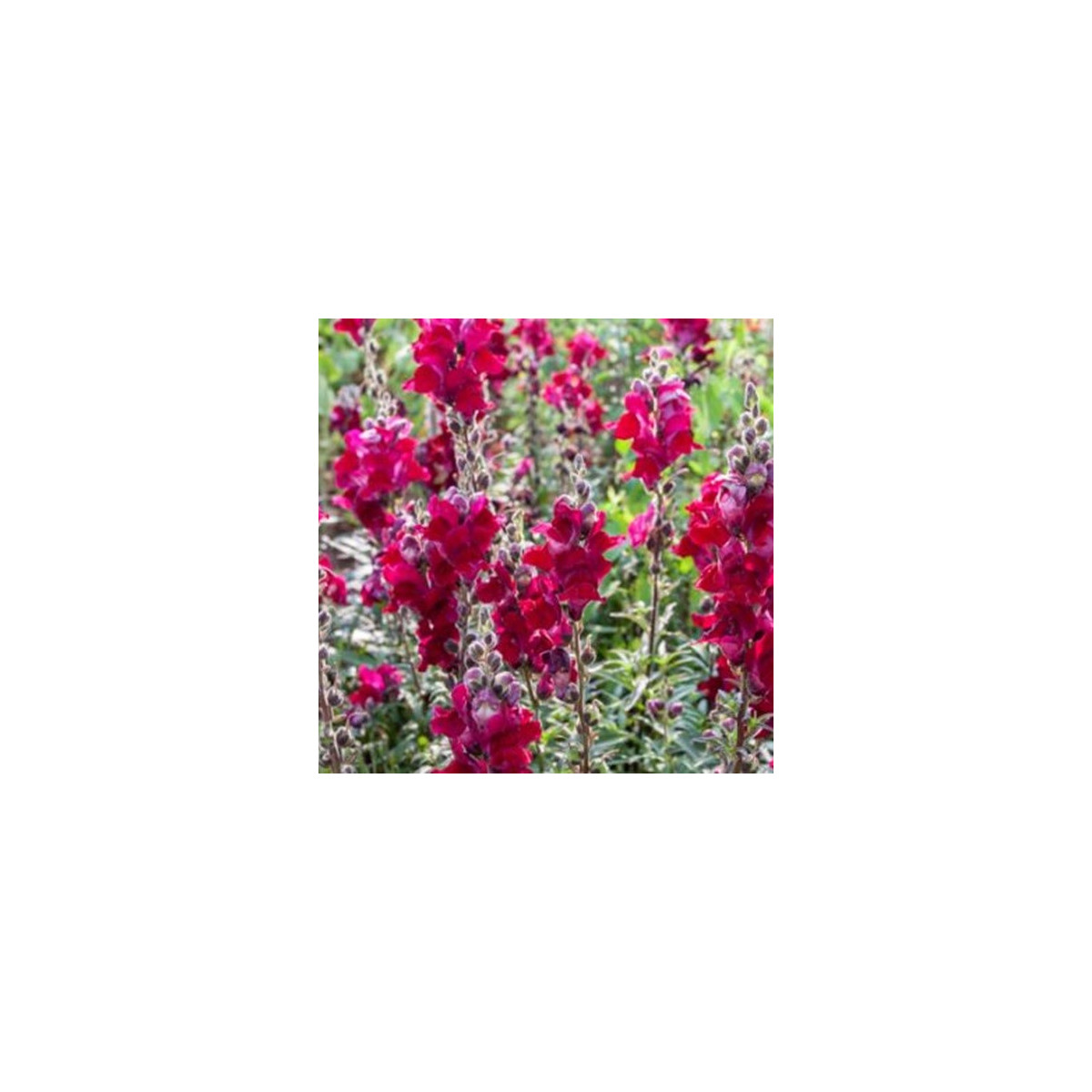 BIO Hledík větší Black Prince - Antirrhinum majus - bio osivo hledíku - 120 ks