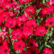 BIO Len velkokvětý červený - Linum grandiflorum - osivo lnu - 120 ks