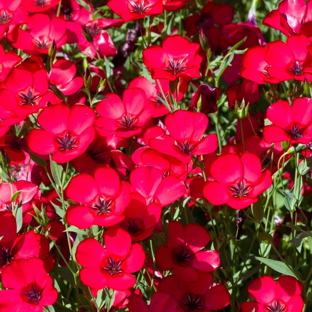 BIO Len velkokvětý červený - Linum grandiflorum - osivo lnu - 120 ks